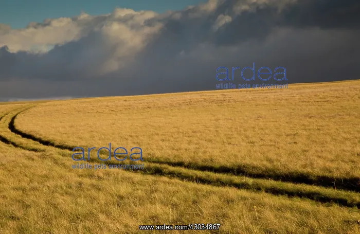 : Grassland with approaching storm Golden Gate Highlands : Grassland with approaching storm Golden Gate Highlands