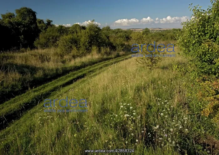 : Grassland - chalk downland : Grassland - chalk downland