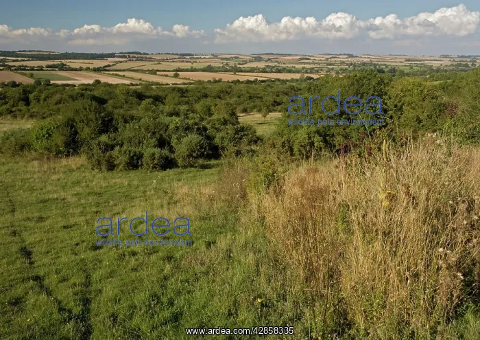 : Grassland - chalk downland : Grassland - chalk downland