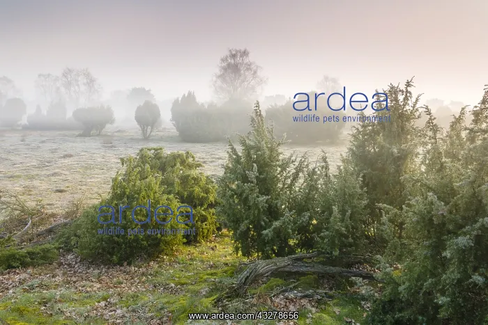 : Grassland with Common Juniper (Juniperus commun : Grassland with Common Juniper (Juniperus commun