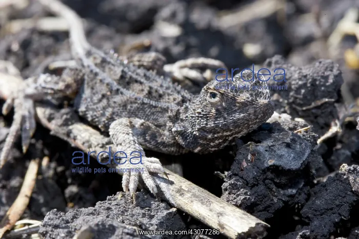 : Grassland Earless Dragon : Grassland Earless Dragon