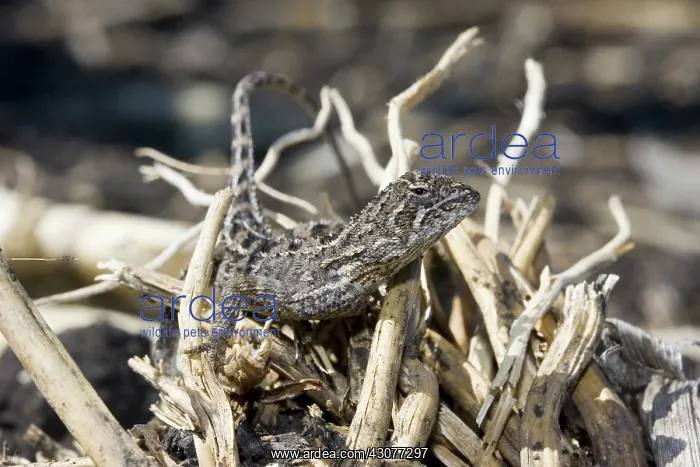 : Grassland Earless Dragon : Grassland Earless Dragon
