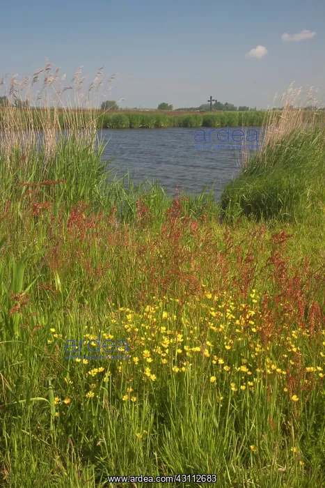 : Grassland with flowering buttercups and sorrel alongside a d : Grassland with flowering buttercups and sorrel alongside a d