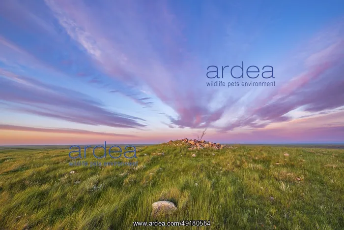 : Grassland landscape at sunset with a vibrant : Grassland landscape at sunset with a vibrant