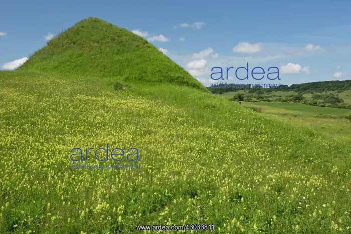: Grassland Mounds / Trumps with flowers Apold, Transylvanian : Grassland Mounds / Trumps with flowers Apold, Transylvanian