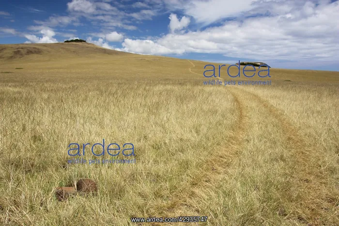 : Grassland on Poike Peninsula at the northeast tip : Grassland on Poike Peninsula at the northeast tip