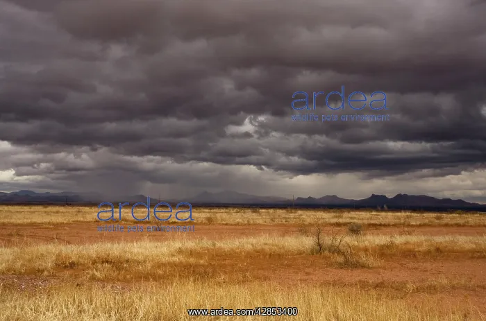 : Grasslands and mountains near Douglas on the Arizona : Grasslands and mountains near Douglas on the Arizona