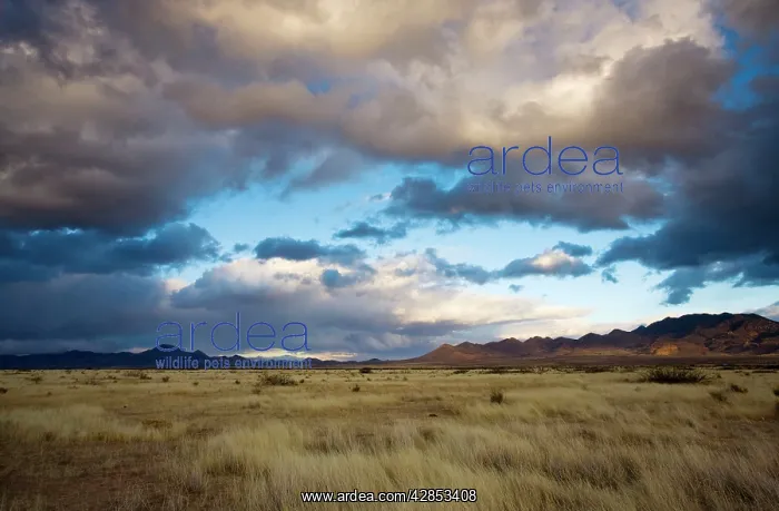  : Grasslands and mountains near Portal on the Arizona