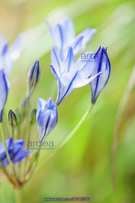 : Grassnut, Triteleia laxa, an umbel showing buds and open flo