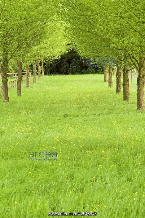 : Grassy avenue between trees on a country estate : Grassy avenue between trees on a country estate