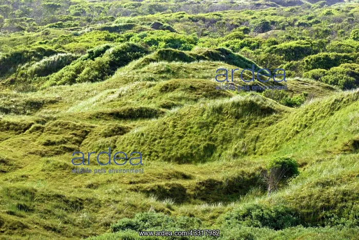 : Grassy dunes, Norderney, East Frisian Islands, Lower : Grassy dunes, Norderney, East Frisian Islands, Lower