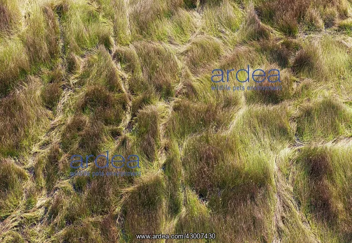 : Grassy marshland with animal trails aerial view : Grassy marshland with animal trails aerial view