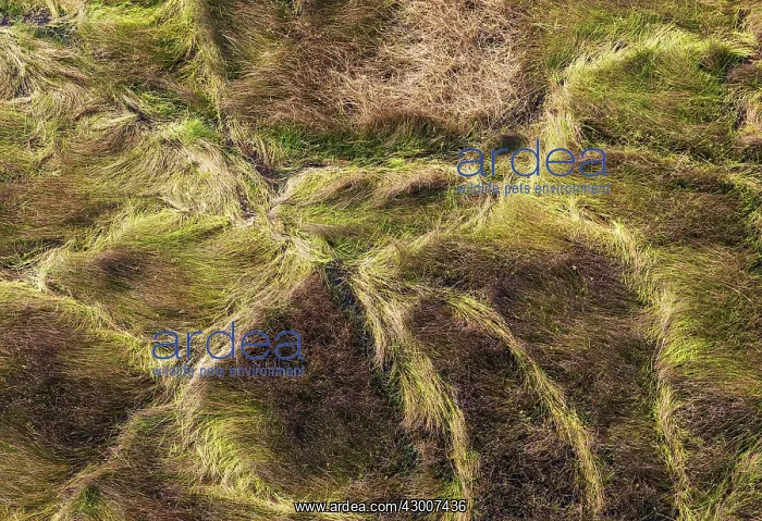 : Grassy marshland with animal trails aerial view : Grassy marshland with animal trails aerial view