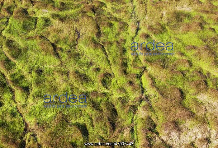 : Grassy marshland with animal trails aerial view : Grassy marshland with animal trails aerial view