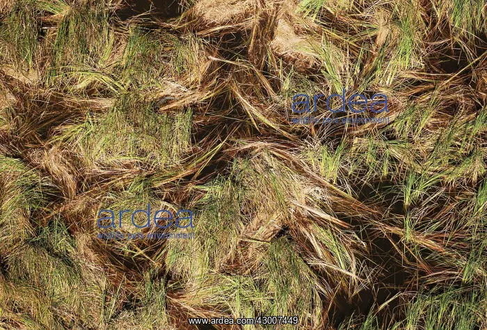 : Grassy marshland with a small Nile Crocodile (Crocodylus : Grassy marshland with a small Nile Crocodile (Crocodylus