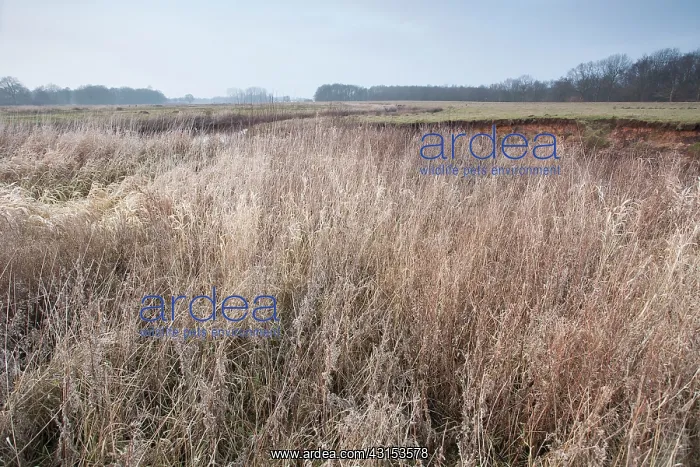 : Grassy vegetation on the bank of the stream : Grassy vegetation on the bank of the stream