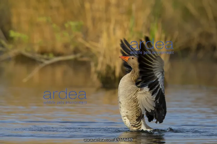  : Graugans, Greylag Goose, Anser anser