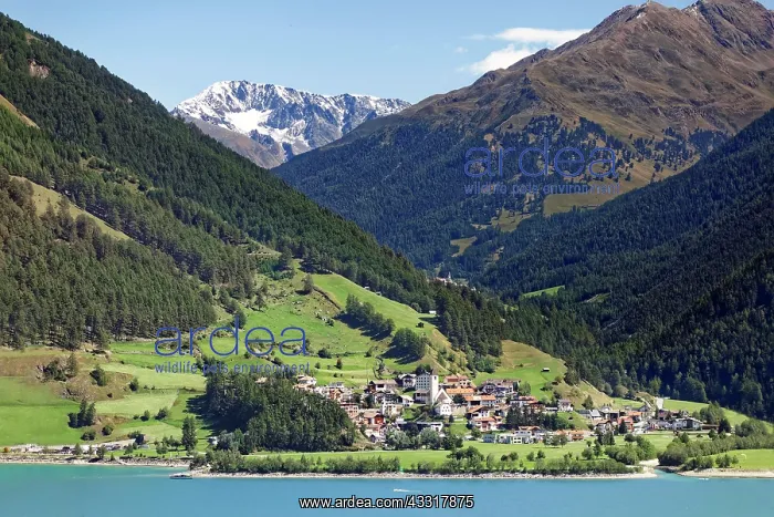 : Graun am Reschenpass, Lake Reschensee, reservoir : Graun am Reschenpass, Lake Reschensee, reservoir