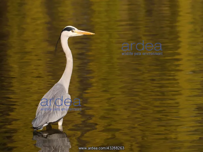  : Graureiher steht im Wasser eines Sees