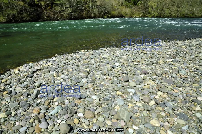 : Gravel Bar : Gravel Bar