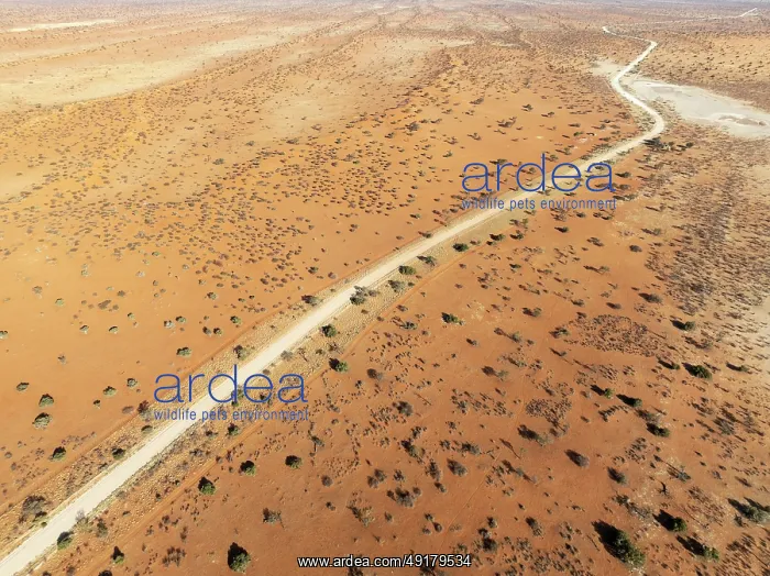  : Gravel road in the Kalahari Desert with its linear sand dunes grown with camelthorn trees (Vachellia erioloba)