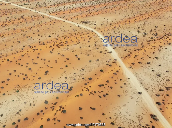  : Gravel road in the Kalahari Desert with its linear sand dunes grown with camelthorn trees (Vachellia erioloba)