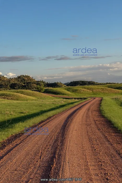 : Gravel Road along the Powder River in the Custer National : Gravel Road along the Powder River in the Custer National