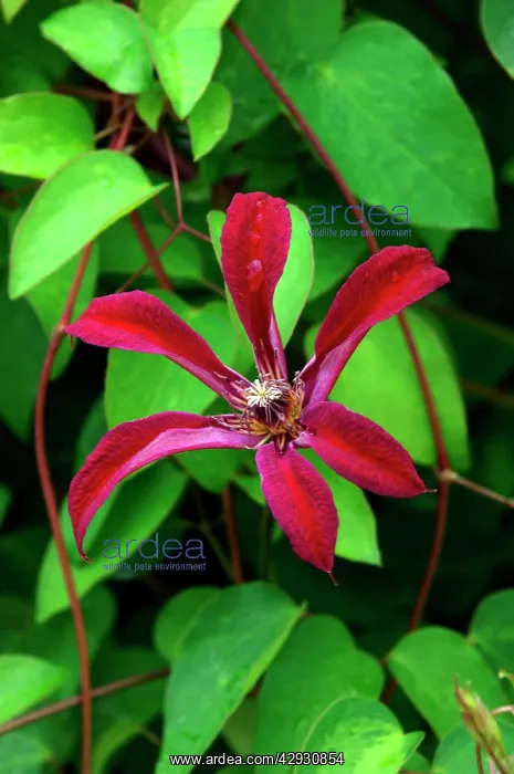 : Gravetye Beauty - This clematis flowers from : Gravetye Beauty - This clematis flowers from