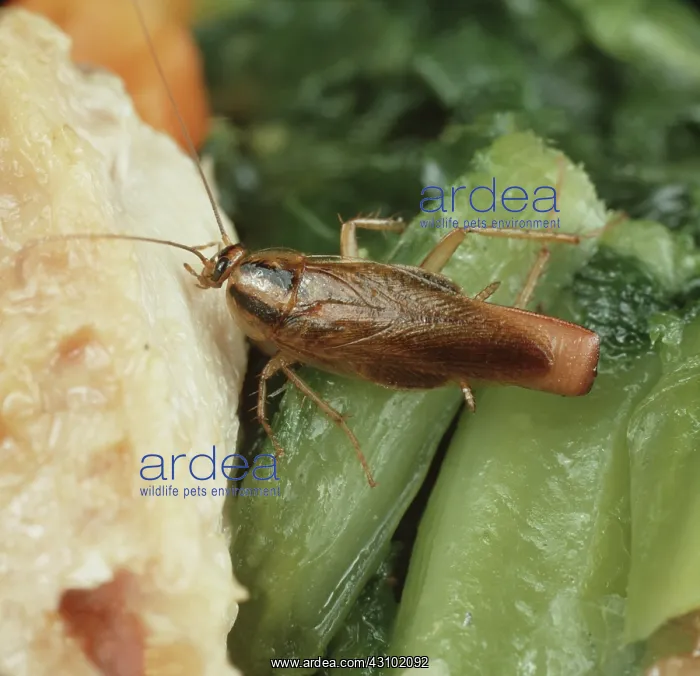 : Gravid female German cockroach : Gravid female German cockroach