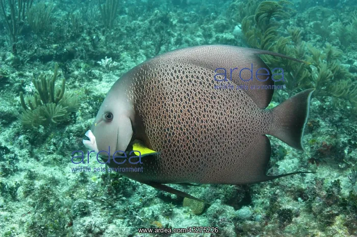 : Gray Angelfish (Pomacanthus arcuatus), Sian : Gray Angelfish (Pomacanthus arcuatus), Sian