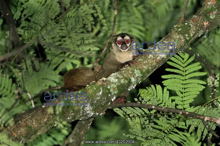 : Gray-bellied Night Monkey / Lemurine Owl Monkey : Gray-bellied Night Monkey / Lemurine Owl Monkey