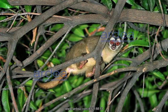 : Gray-bellied Night Monkey / Lemurine Owl Monkey : Gray-bellied Night Monkey / Lemurine Owl Monkey