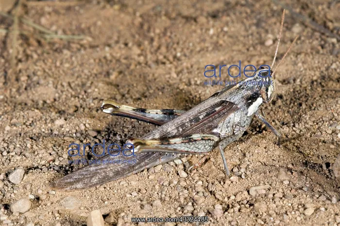 : Gray Bird Grasshopper : Gray Bird Grasshopper