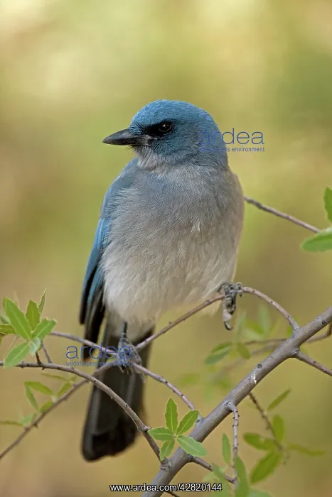 : Gray-breasted / Mexican Jay : Gray-breasted / Mexican Jay