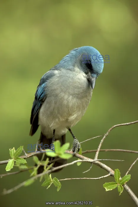 : Gray-breasted / Mexican Jay : Gray-breasted / Mexican Jay
