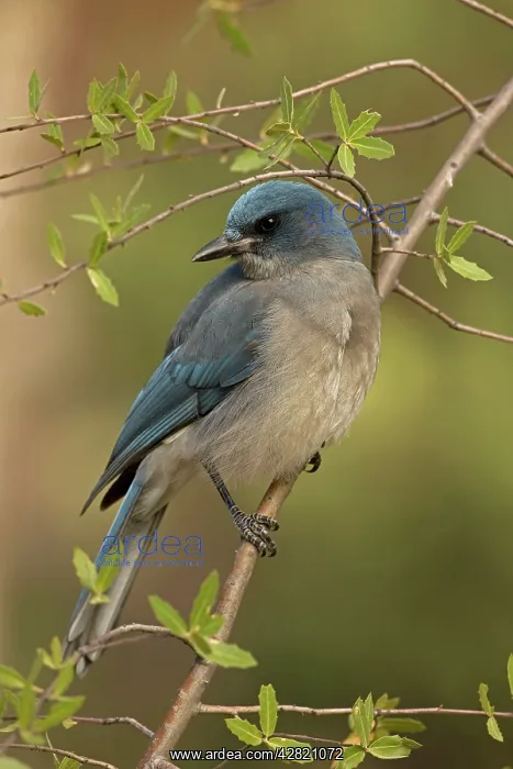 : Gray-breasted / Mexican Jay : Gray-breasted / Mexican Jay