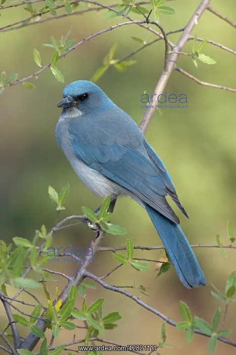 : Gray-breasted / Mexican Jay : Gray-breasted / Mexican Jay
