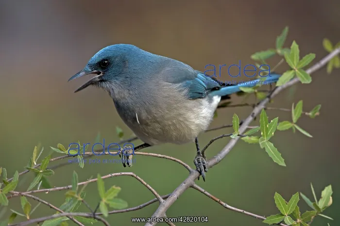  : Gray-breasted  /  Mexican Jay - singing