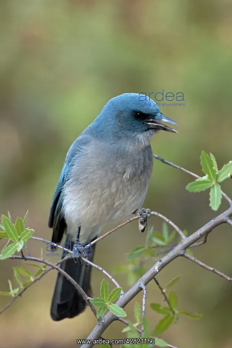 : Gray-breasted / Mexican Jay - singing : Gray-breasted / Mexican Jay - singing