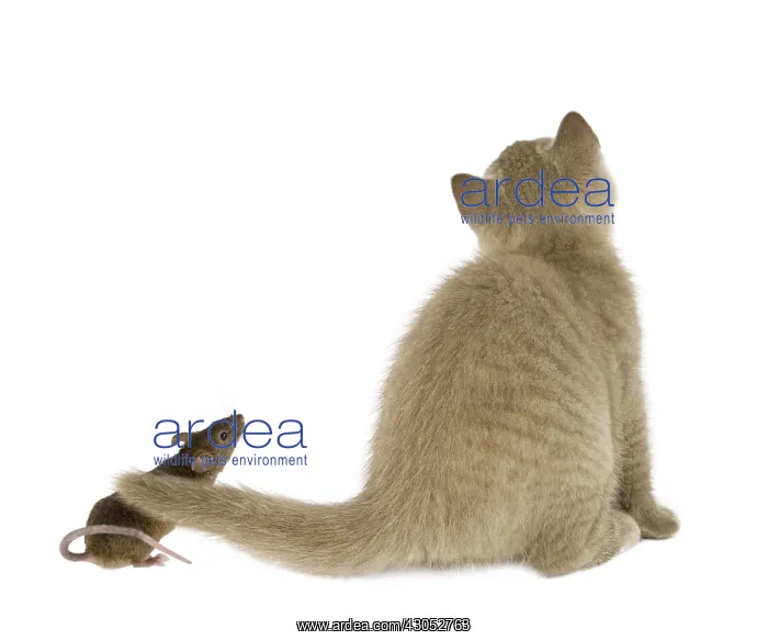 : Gray cat and mouse near its tail : Gray cat and mouse near its tail