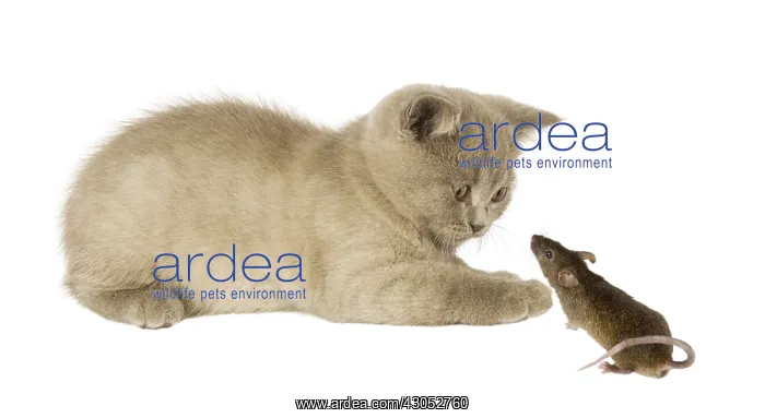 : Gray cat and mouse is watching : Gray cat and mouse is watching