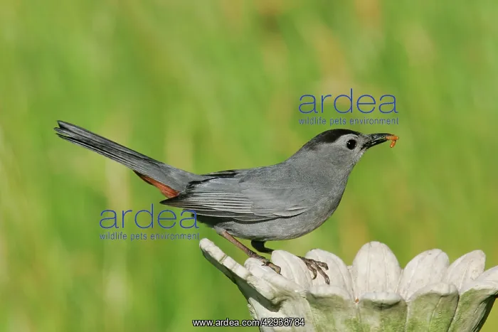 : Gray Catbird : Gray Catbird
