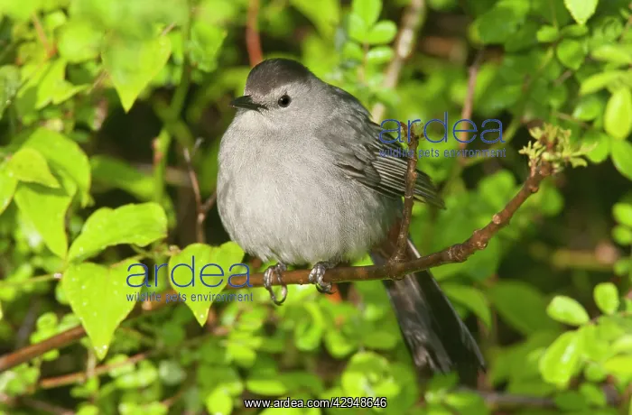 : Gray Catbird : Gray Catbird