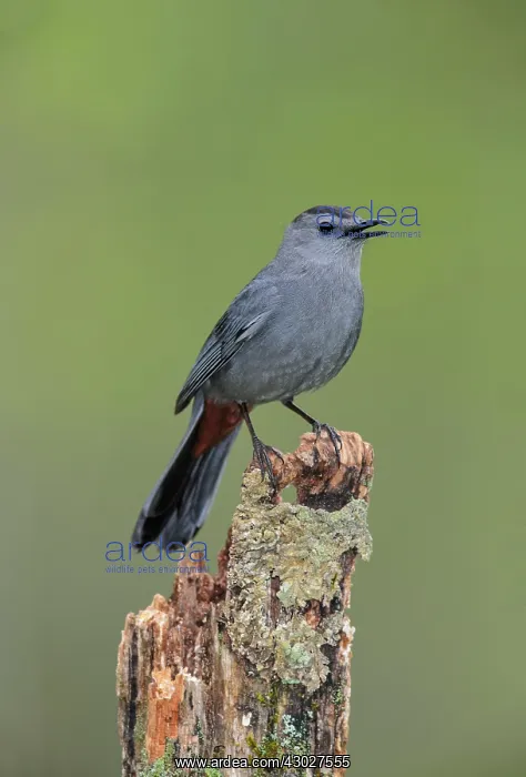 : Gray Catbird : Gray Catbird