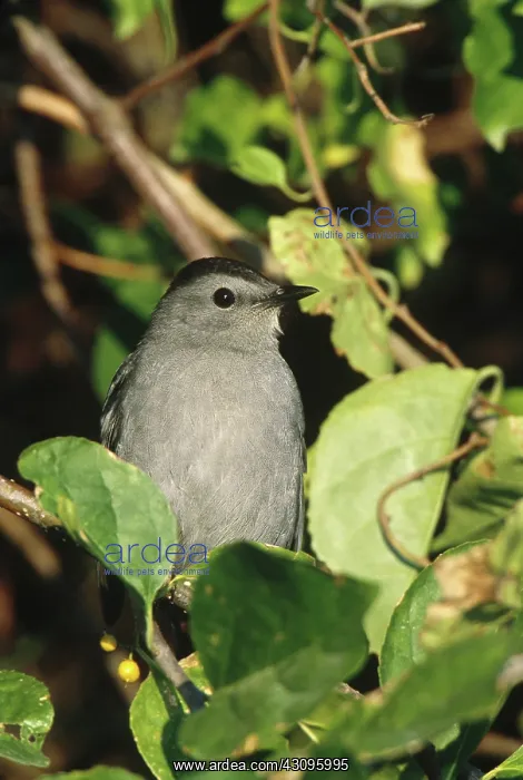 : Gray Catbird : Gray Catbird