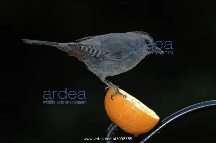 : Gray Catbird : Gray Catbird