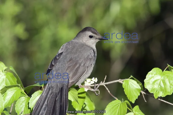 : Gray Catbird : Gray Catbird