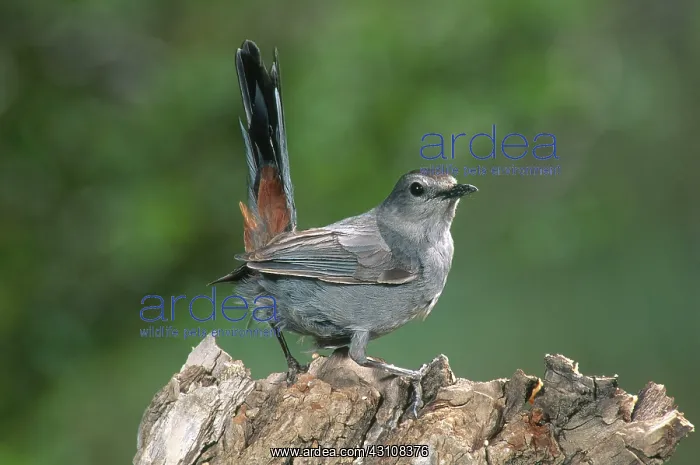 : Gray Catbird : Gray Catbird