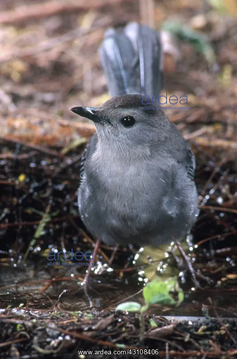 : Gray Catbird : Gray Catbird