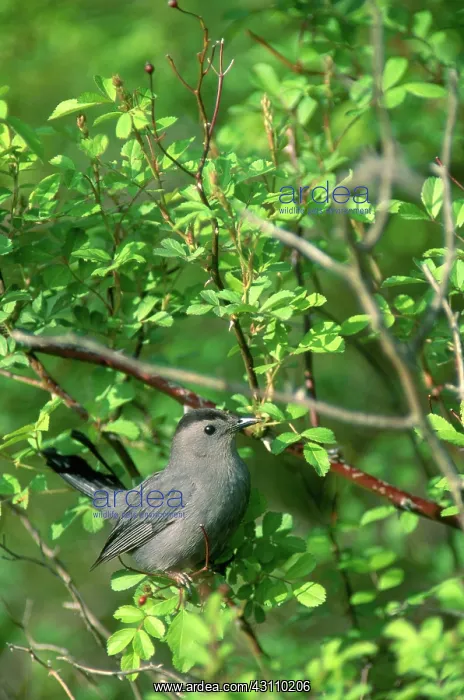 : Gray Catbird : Gray Catbird